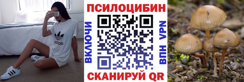 наркота  Боровичи  Псилоцибиновые грибы Psilocybine cubensis 